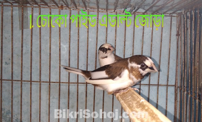 বেঙ্গলি ফিঞ্চ 3 জোড়া, জেব্রা ফিঞ্চ 2 জোড়া,